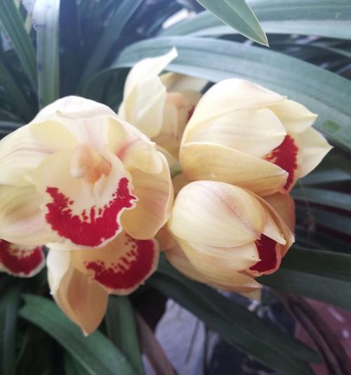 兰花的花语是什么？如何正确理解兰花的象征意义？