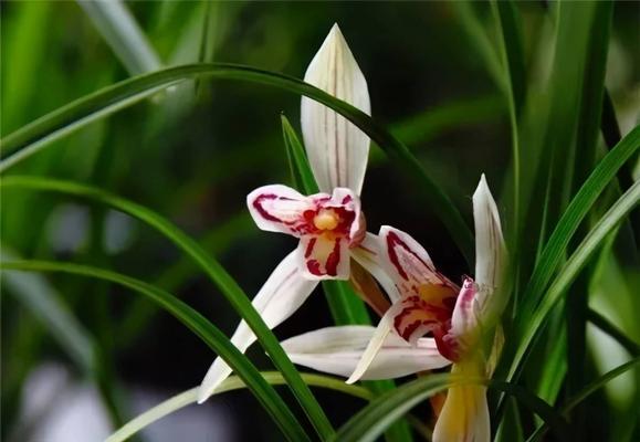 兰花的花语是什么？如何正确理解兰花的象征意义？