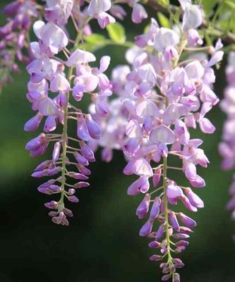 什么花带有狼字？这些花的花语是什么？