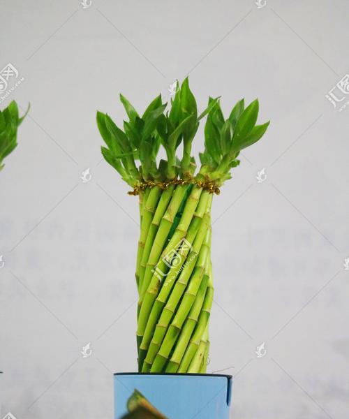 富贵竹分株的最佳时机是什么时候？分株后如何护理？