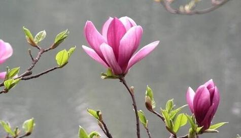 玉兰花的种类有多少？每种花语分别是什么？