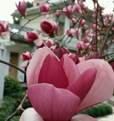玉兰花语感恩的花是什么意思？如何表达对恩人的感激之情？