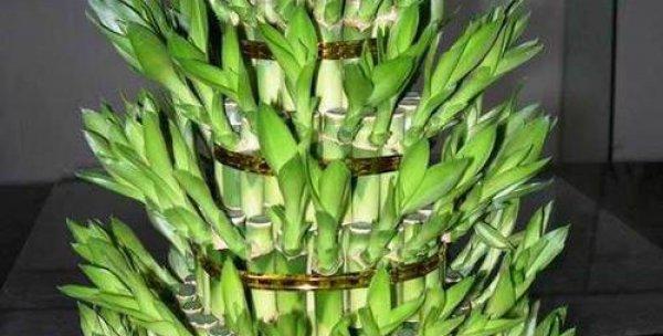 富贵竹适合什么土壤种植？如何选择最佳土壤类型？