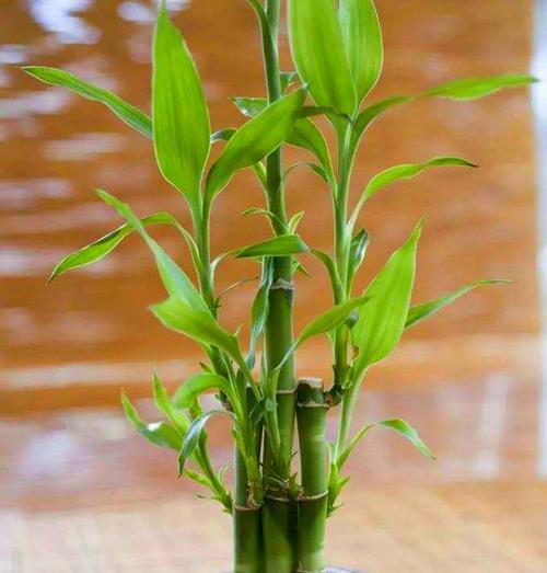 富贵竹水培与土培哪种更适合？优缺点对比分析？