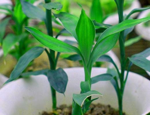 富贵竹水培与土培哪种更适合？优缺点对比分析？