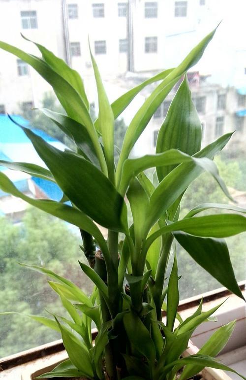 富贵竹对阳光的需求是什么？如何正确养护富贵竹？
