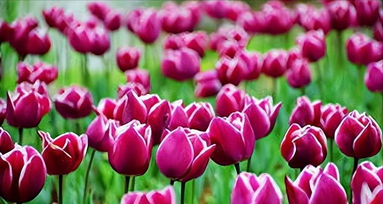 郁金香花语是什么？郁金香的寓意有哪些常见问题？