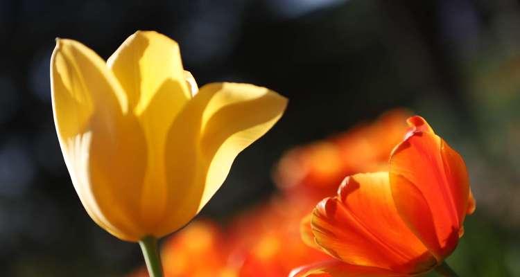 郁金香花语是什么？郁金香的寓意有哪些常见问题？
