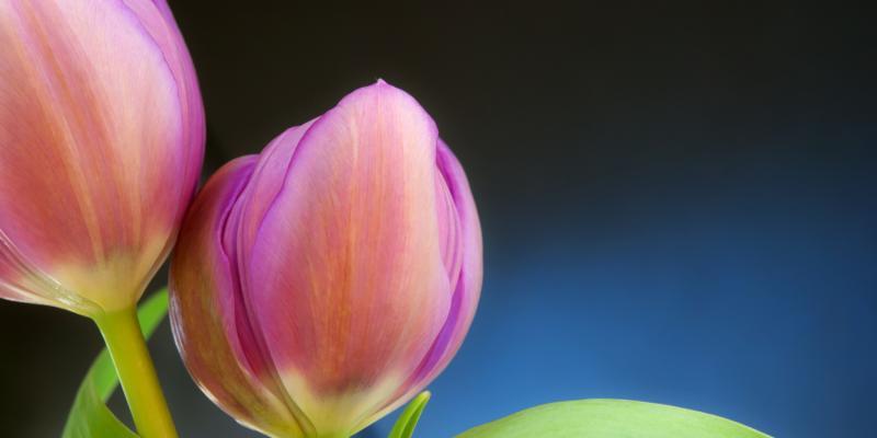 郁金香象征什么？如何理解郁金香的花语含义？