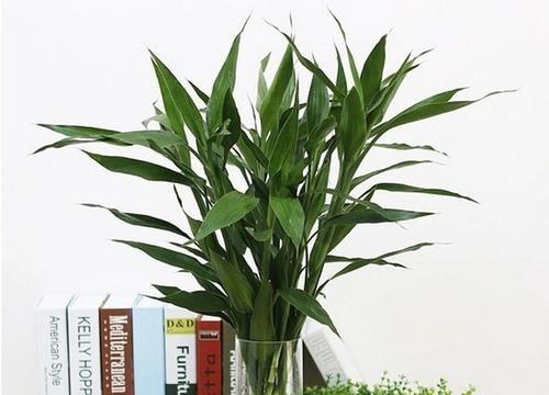 富贵竹需要阳光吗？如何正确养护富贵竹？