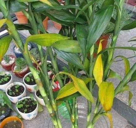 富贵竹多久开花一次？如何促进富贵竹开花？