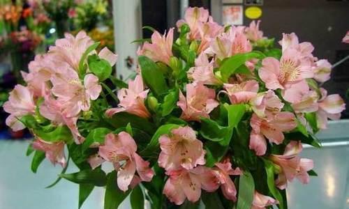 百合花的寓意是什么？适合送给哪些人？