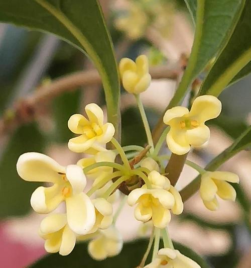 月桂花的花语有哪些含义？
