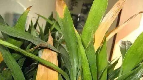 富贵竹叶尖干枯怎么办？如何有效预防和处理？
