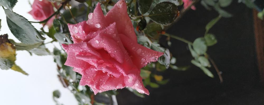 月桂花语在希腊神话中代表什么？月桂花的神话故事有哪些？