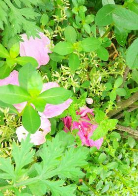 月桂花语在希腊神话中代表什么？月桂花的神话故事有哪些？