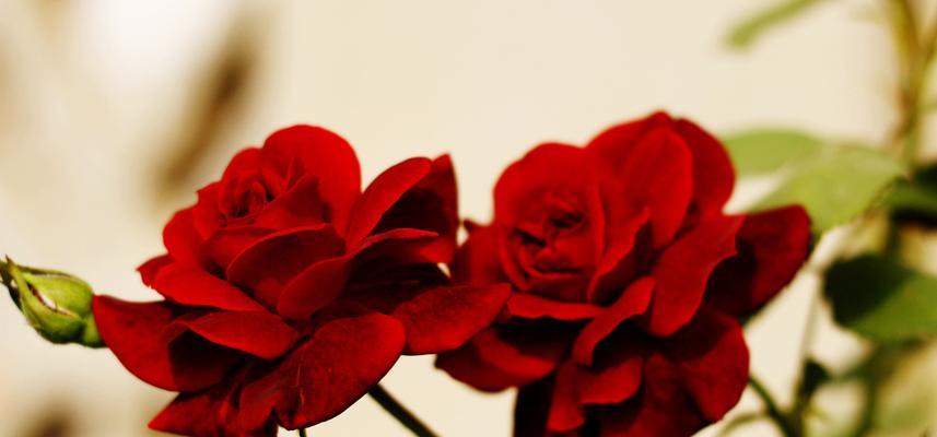 月季ht是什么意思？月季花的特殊含义有哪些？