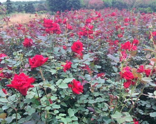 月季ht是什么意思？月季花的特殊含义有哪些？