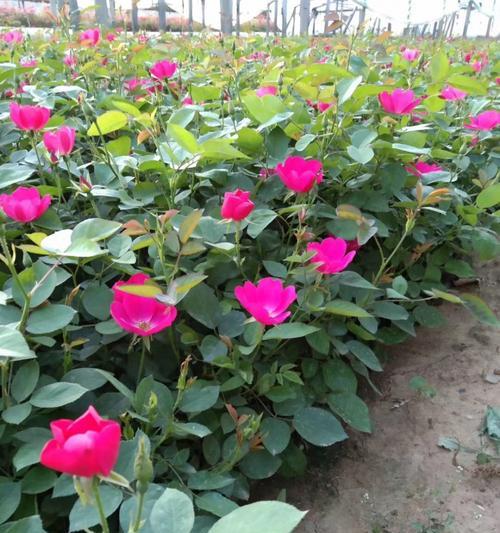 月季ht是什么意思？月季花的特殊含义有哪些？