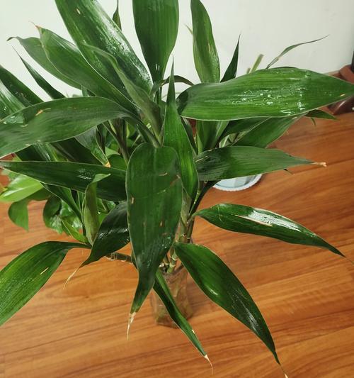 富贵竹叶子干枯怎么办？如何有效拯救枯萎的富贵竹？