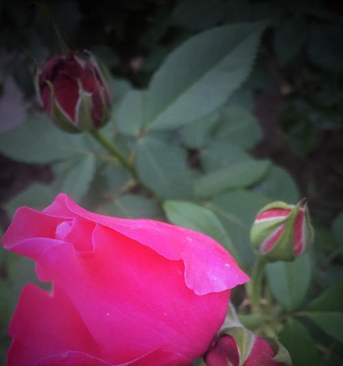 月季象征着什么？月季花语有哪些常见问题解答？