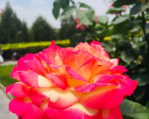 月季花代表什么含义？不同颜色月季花语有何不同？