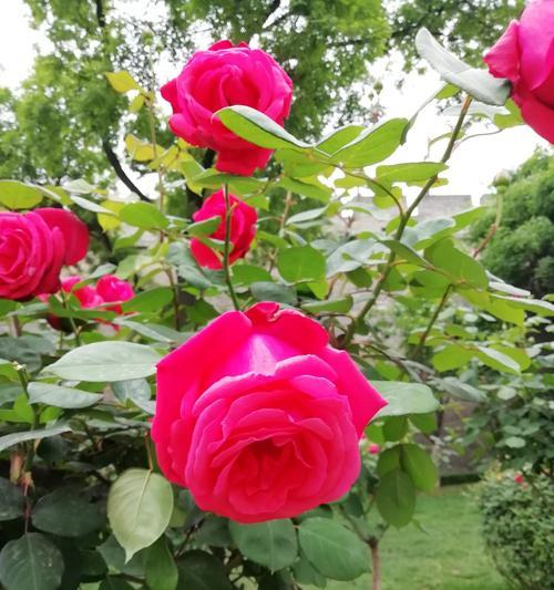 月季花代表什么含义？不同颜色月季花语有何不同？