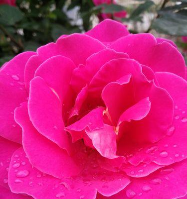 月季花花的花语是什么？如何表达爱意和祝福？