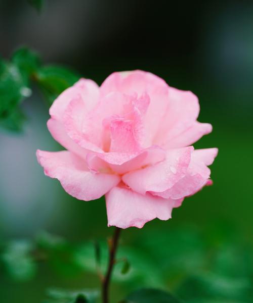月季花和莲花的花语是什么？如何正确解读它们的含义？