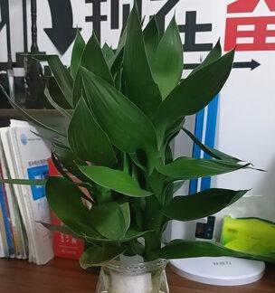 富贵竹用什么水养最好？自来水还是纯净水？