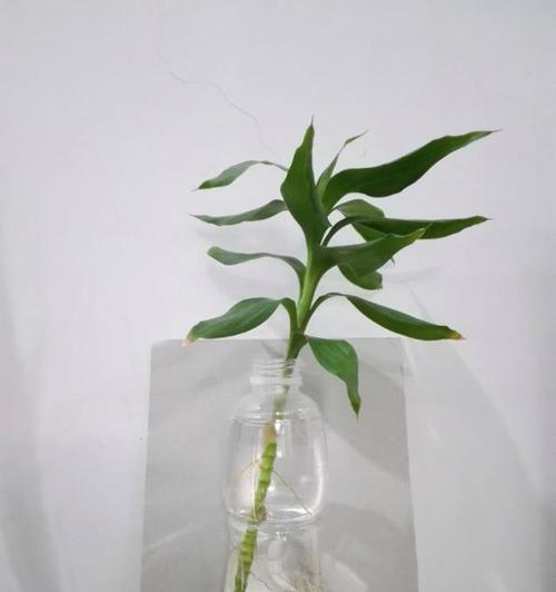 富贵竹用什么土栽培最好？选择合适的土壤有哪些技巧？