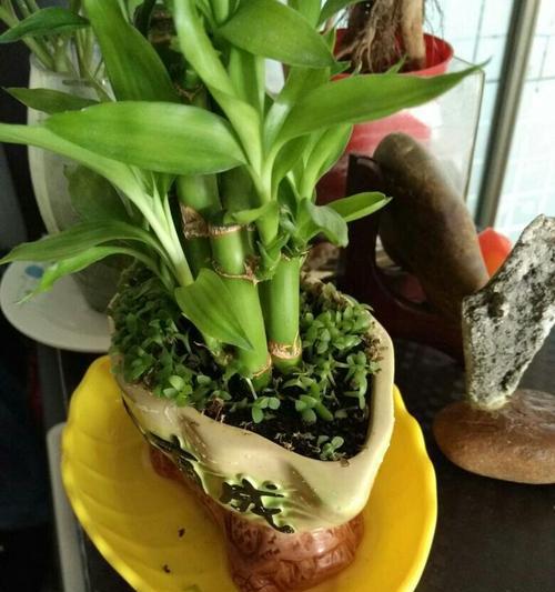 富贵竹有种子吗？如何繁殖富贵竹？