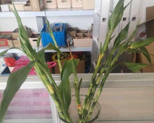 富贵竹繁殖方法图解？繁殖时间和步骤是什么？