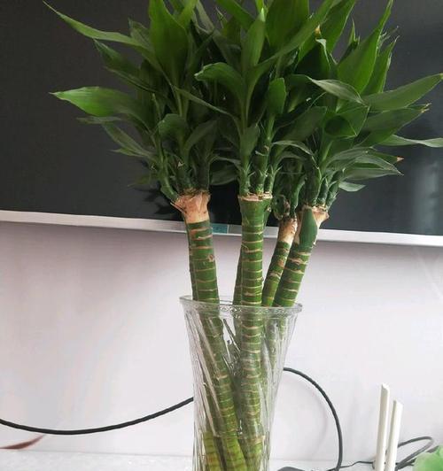 富贵竹冬季养护技巧？如何确保富贵竹安全过冬？