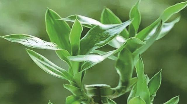 富贵竹浇水方法是什么？多久浇一次水合适？