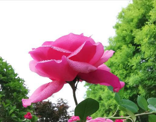 月季花的花语是什么？如何赞美月季花的美丽？