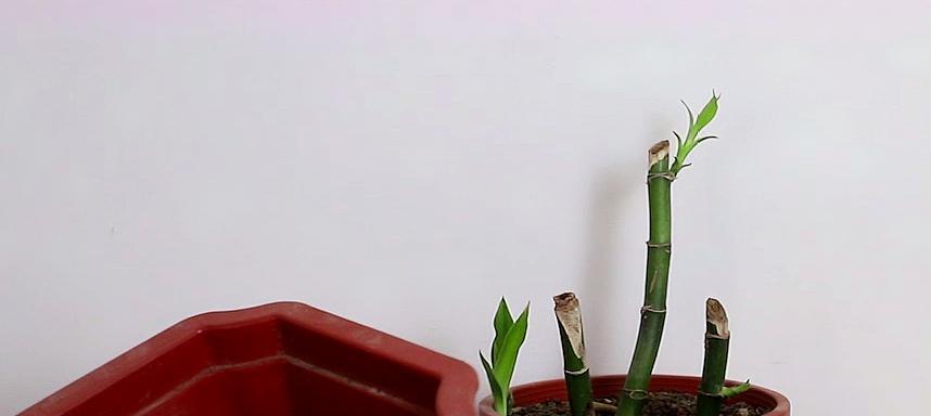 富贵竹修剪技巧有哪些？如何打造完美造型？