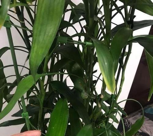 富贵竹开花的秘诀是什么？如何正确养护富贵竹？