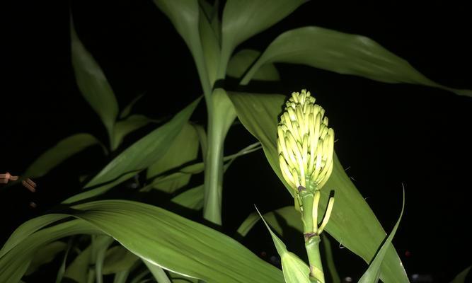 富贵竹开花的秘诀是什么？如何正确养护富贵竹？