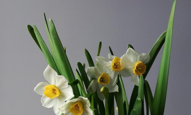 中国水仙花的花语有哪些含义？