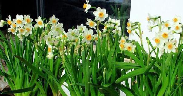 中国水仙花语是什么意思？如何解读水仙花的象征意义？