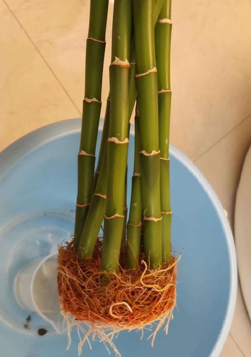 富贵竹扦插方法是什么？如何提高成活率？
