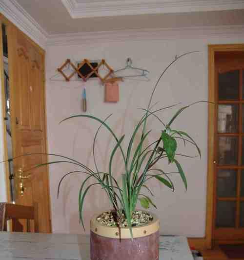 种兰花讲究什么意思？兰花种植的常见问题有哪些？
