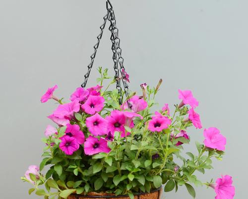 重瓣矮牵牛花语有哪些含义？