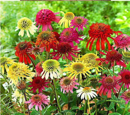 重瓣菊花代表什么？重瓣菊花的花语有哪些含义？
