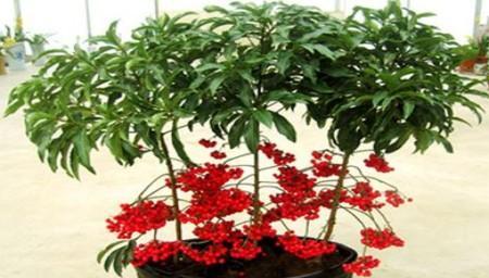 富贵子花怎么养？养殖过程中应注意哪些问题？