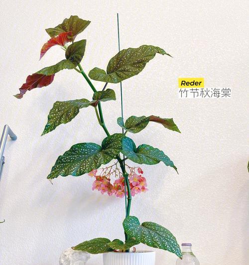 竹节秋海棠花语是什么？如何养护才能花开不断？