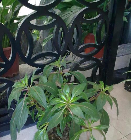 富贵子喜水吗？属于喜水植物吗？