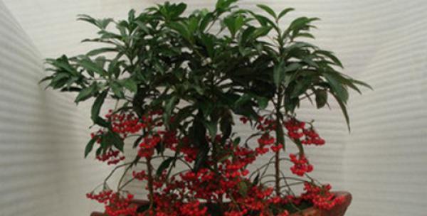 富贵子喜水吗？属于喜水植物吗？