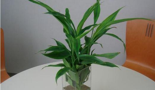 富贵子喜水吗？属于喜水植物吗？